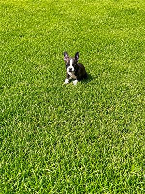Boston Terrier puppies