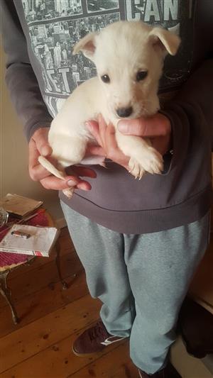 Jack Russell 