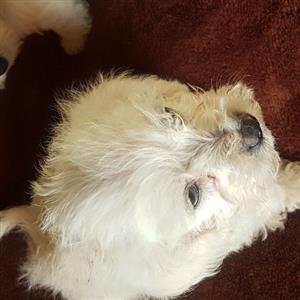 Morkies puppies