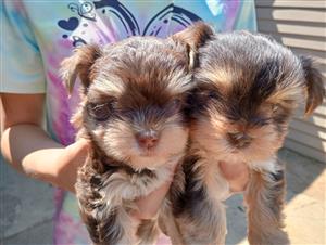 Yorkies for sale