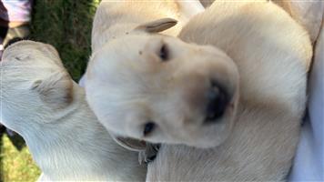 Labrador puppies
