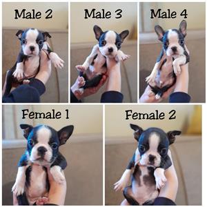 Boston Terrier Puppies for Sale 