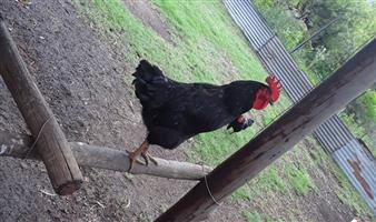 Black Australorp Roosters for sale - Chicken