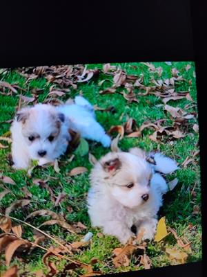 Gorgeous Maltipom puppies available 