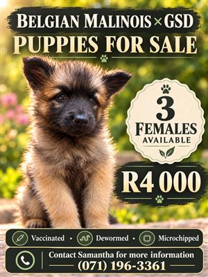 Malinois/GSD Puppies