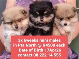 Toypom/ Pomeranian in Pretoria North