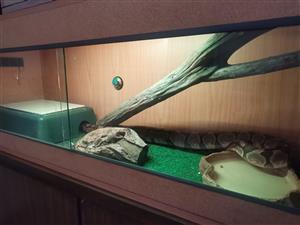 Male Enchi Ball python with complete enclosure 