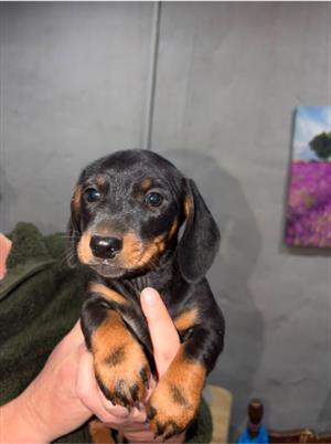 Male Dachshund Puppies