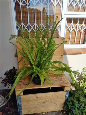 Gorgeous Tall Fern Hanging Basket 