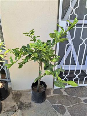 Grafted Thai Lime Tree 
