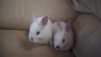 Bunny rabbits in the Klein Karoo  