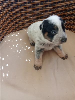 Australian Cattle Puppies 