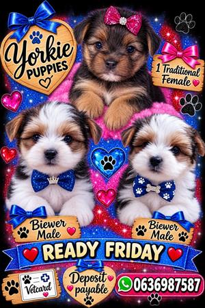 YORKIE PUPPIES 