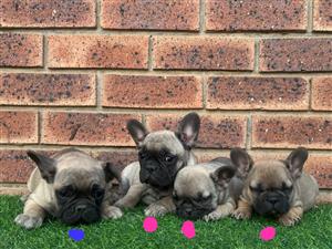 Beautiful French bulldog puppies available