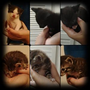 Kittens