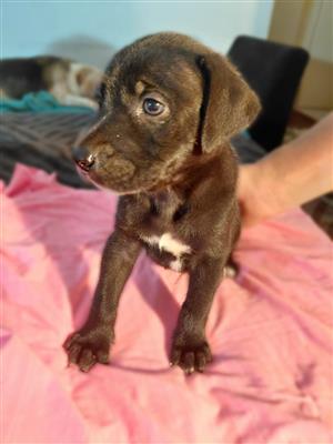 Weimaraner and malinois cross puppies