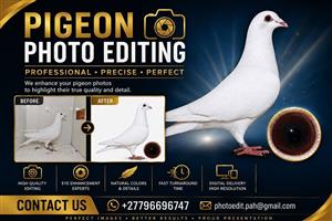 Pigeon Editing