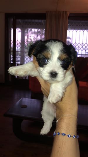 Beautiful brown and white male yorkie puppy 8weeks old