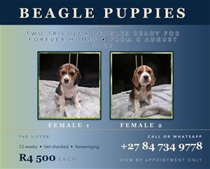 Beagle Puppies