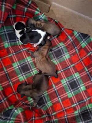 SHIH TZU FOR SALE X 3 x male 1 x dark brown 1 x black and white 1 x light brown