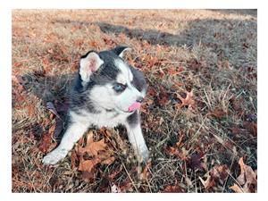 Siberian husky puppies for sale