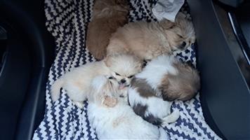 Stunning Pekingese puppies