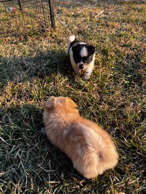 Maltese x Toypom puppies