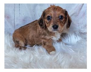 Morkie puppies