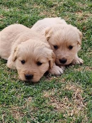 Gorgeous Golden Retriever puppies available