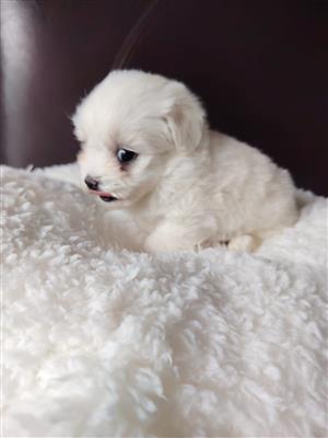 Stunning maltese babies available 