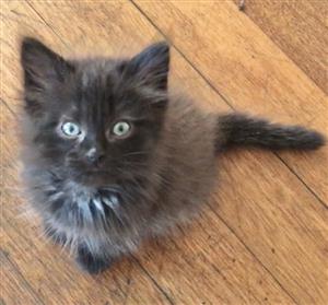 Ragdoll kittens