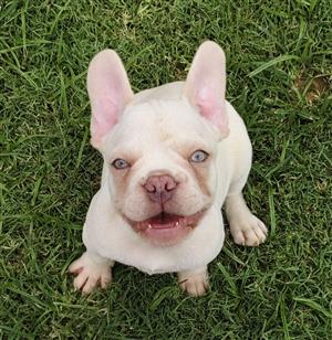 Gorgeous Exotic French bulldog puppies available