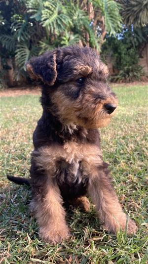 Airedale Terrier Puppies