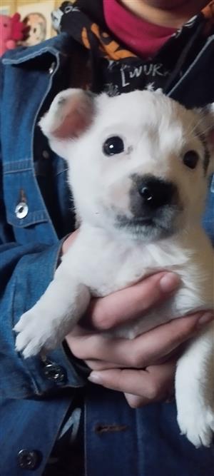 Chihuahua x Jack Russel puppy male available 