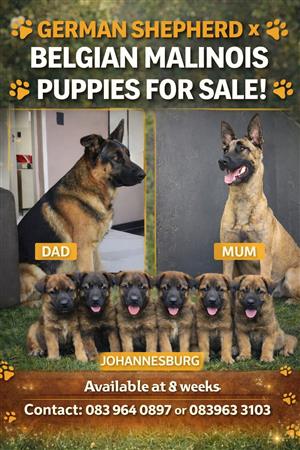 German Shepherd x Belgian Malinois puppies 