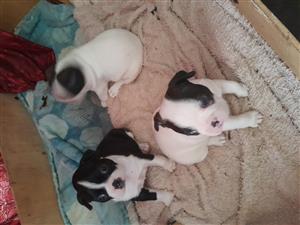 Goeie dag ek t 3 Boston babas te koop hul s die 29 ste Des 