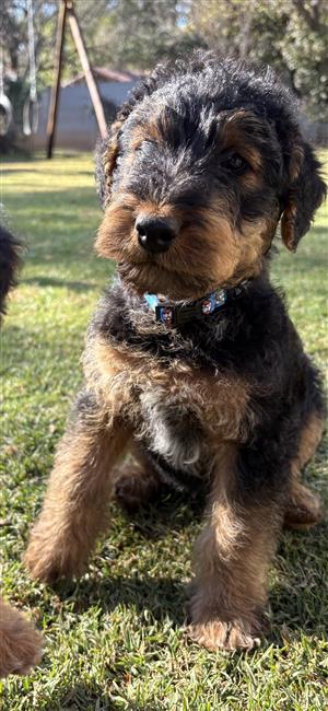 Airedale Terrier puppies
