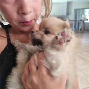Toy Pom puppies 