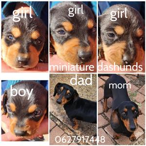 Miniature dashund pups for sale  3 females 1 male