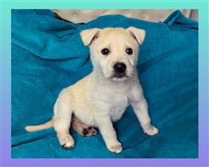 Labrador x Husky pup