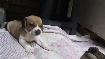 Short legged dachshund cross jack russell pups