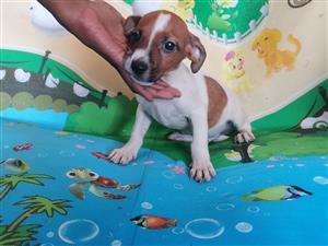 Purebred minature pedigree jack Russell puppies 