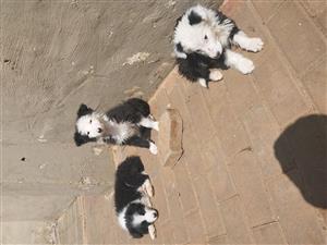 BODDE COLLIES 10 WEEKS OLD 2 FEMALES AND 1 MALE LEFT