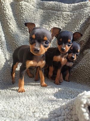 MINIATURE PINCHERS AVAILABLE 