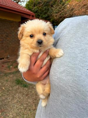 Maltese x Toypom puppies