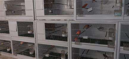 Canary breeding cages