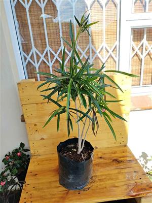 Beautiful Croton in 10L plant bag +/-700mm tall 
