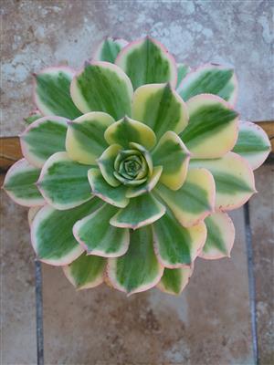 Aeonium sunburst plants                   