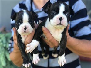 Perfect Pets Waiting: Boston Terrier Puppies - Two Females Remaining!