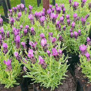 Lavender Stoecas 3L Bag  GARDEN MARKET PLACE  NO 1 Gardens Road. HILLCREST